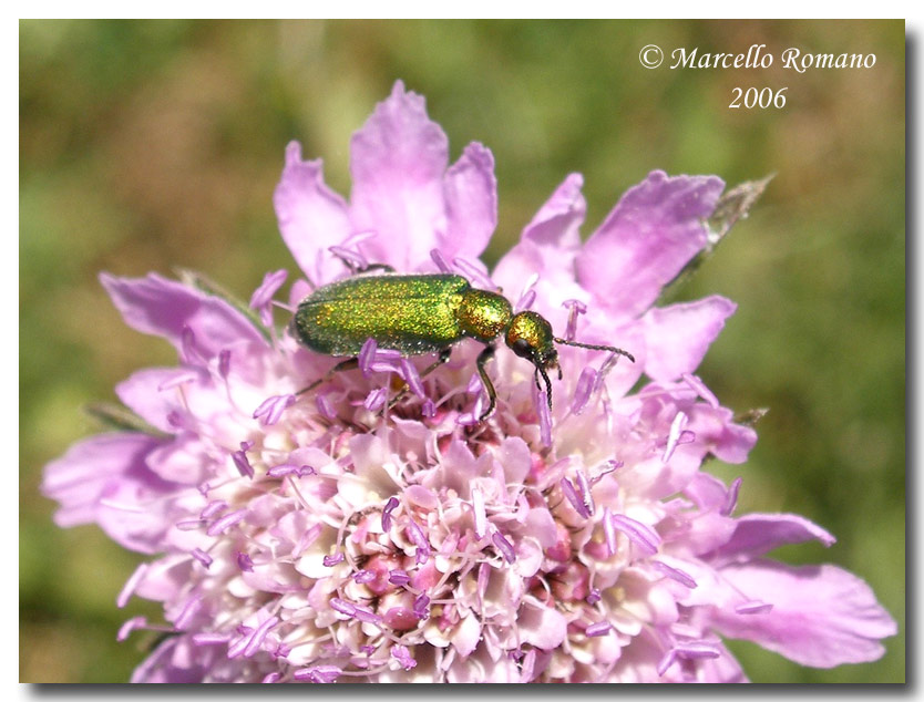 Ritratti (10): Cabalia segetum (Coleoptera, Meloidae)